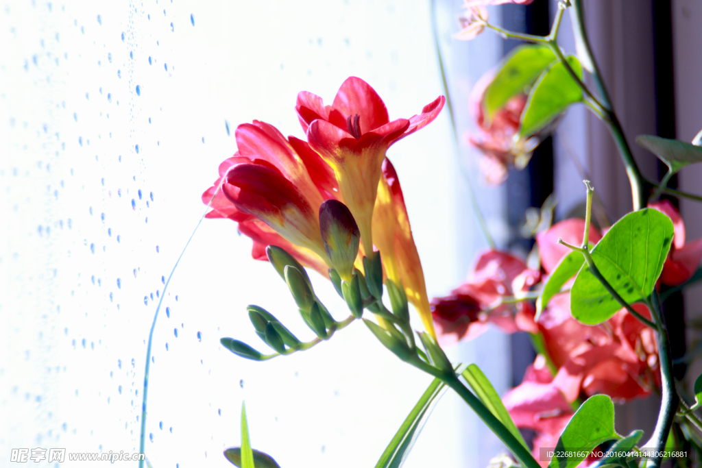 花兒圖片