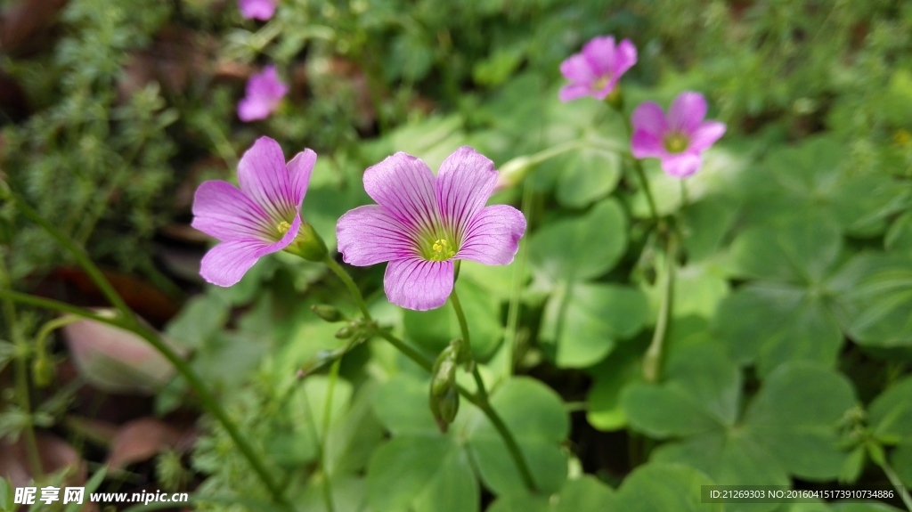 四葉草花