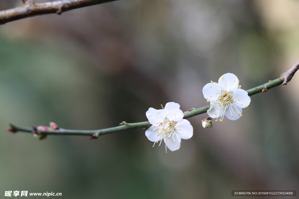 梅花 白梅花