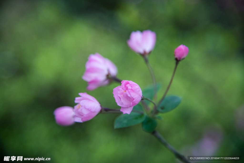 海棠花 花卉