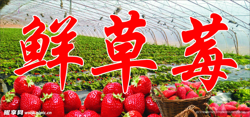 鮮草莓