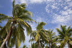 椰树 海边 热带风景