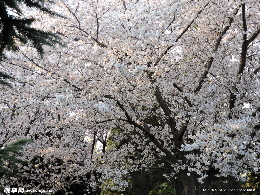 一樹(shù)櫻花