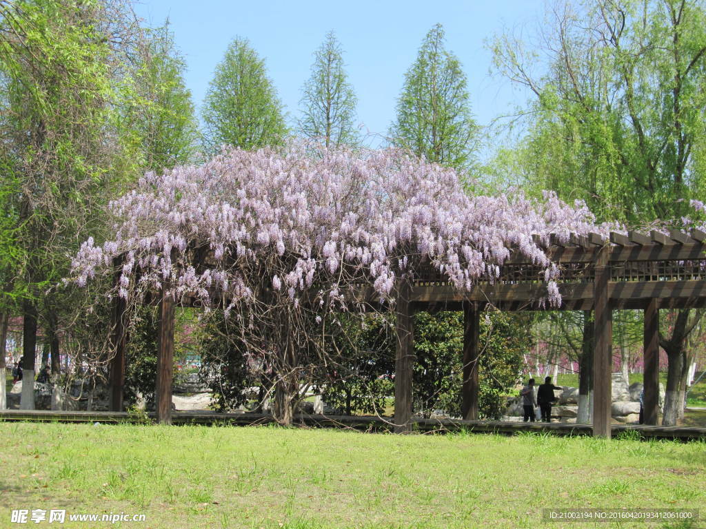 紫桐花