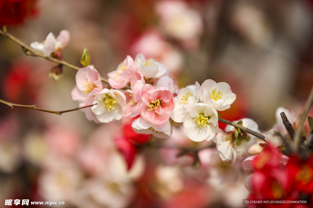 桃花