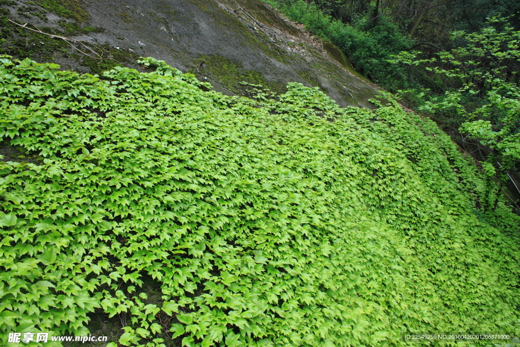 爬山虎
