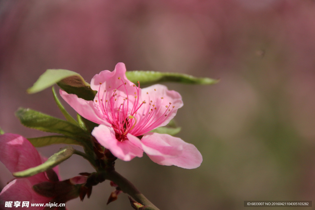 盛开的粉色桃花
