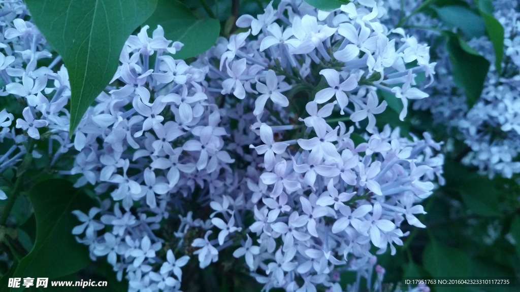 丁香花