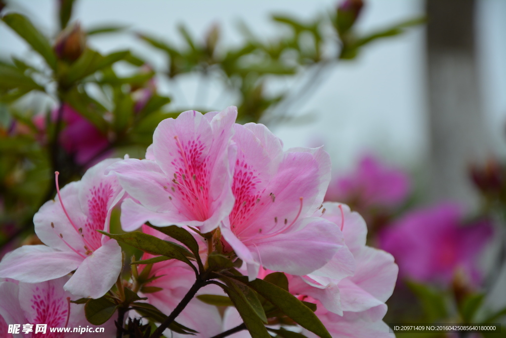杜鵑花開