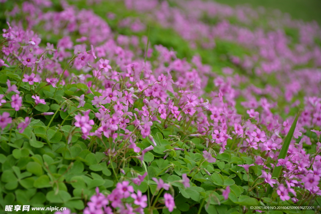 小粉花