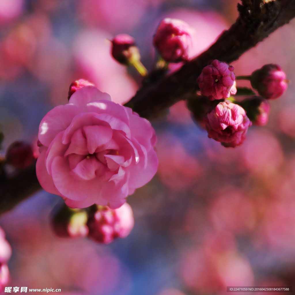 春光美