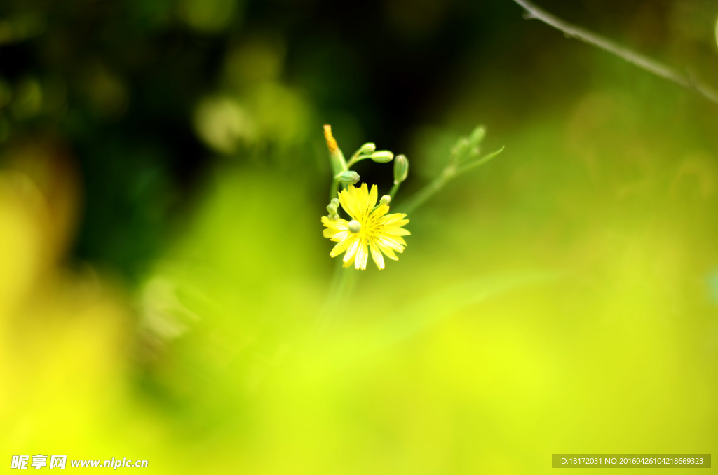 菊花圖片