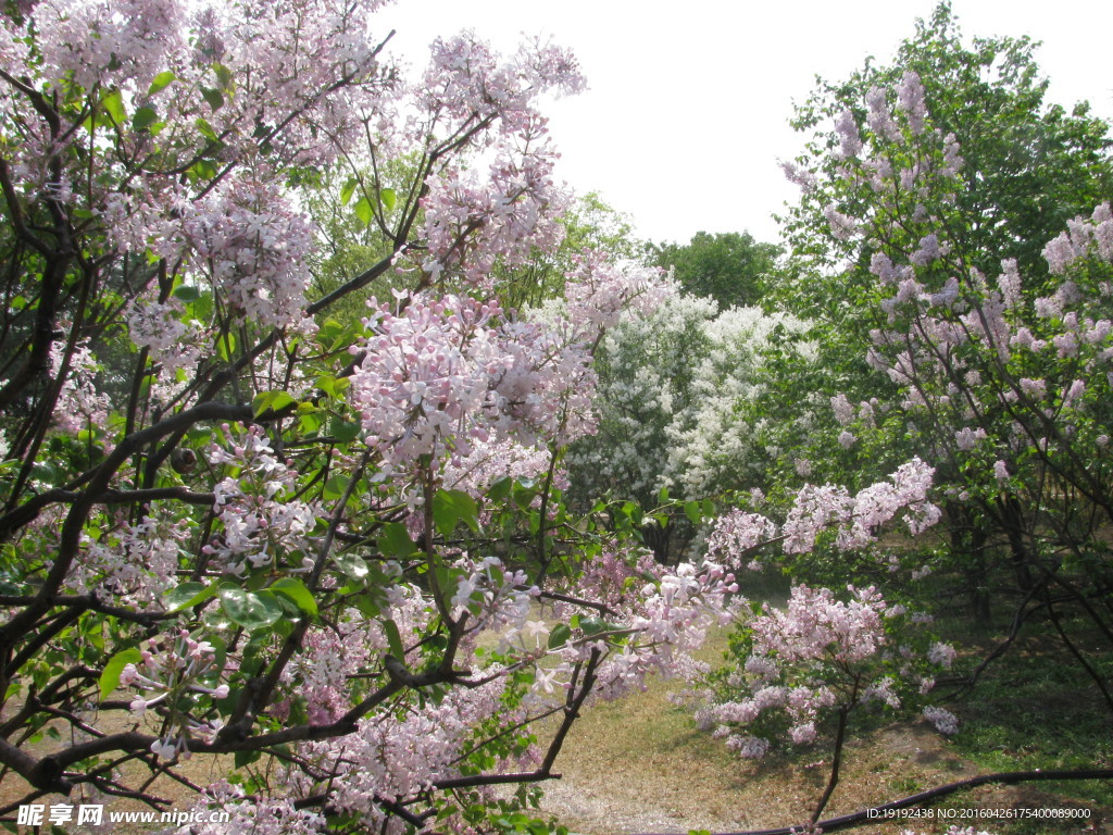 丁香