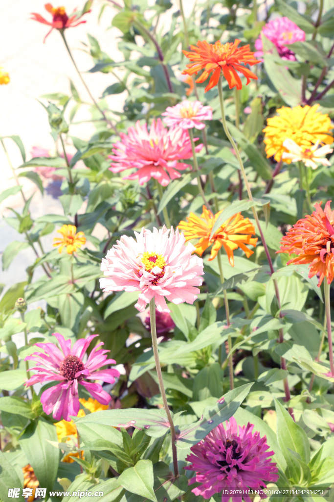 五顏六色的花