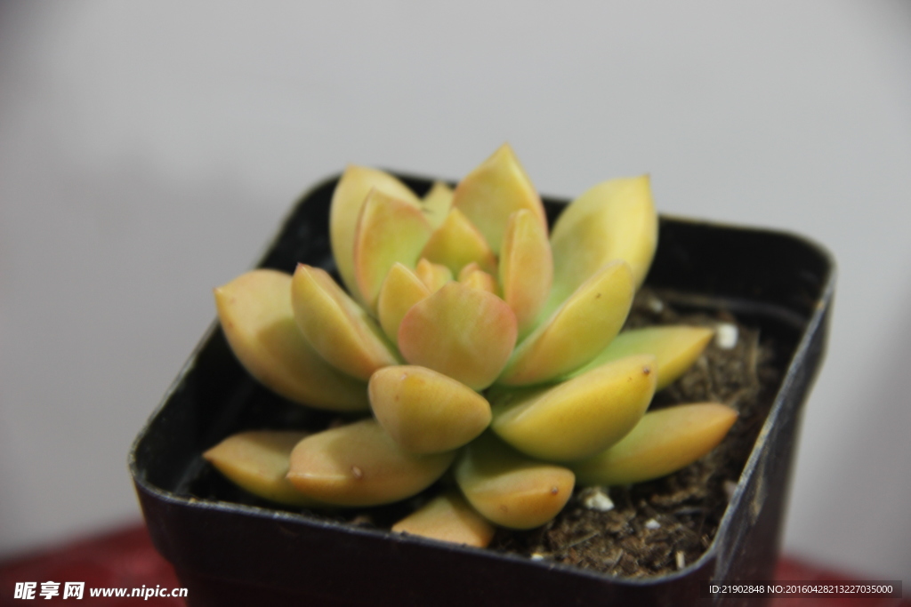 多肉 觀賞植物