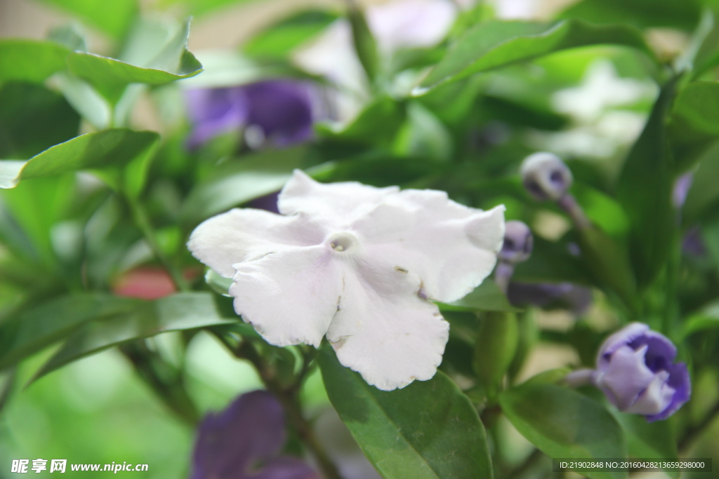 雙生茉莉