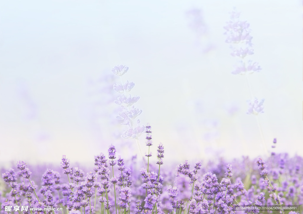 花海