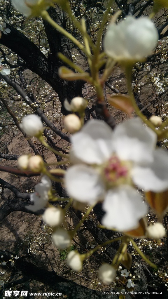 梨花盛開