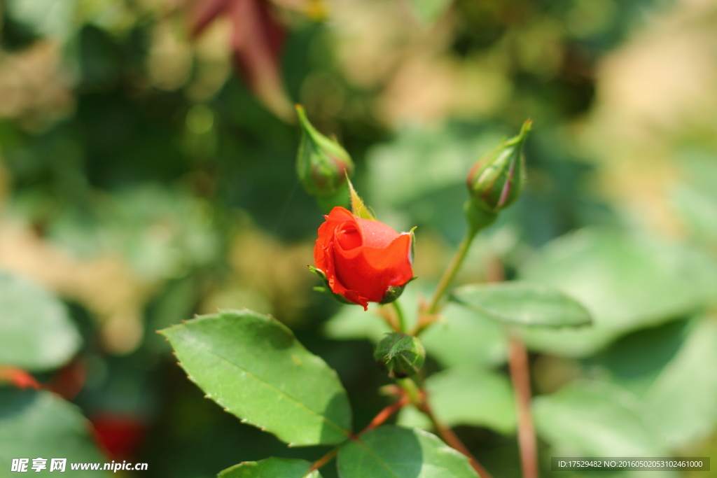 紅色月季花花苞