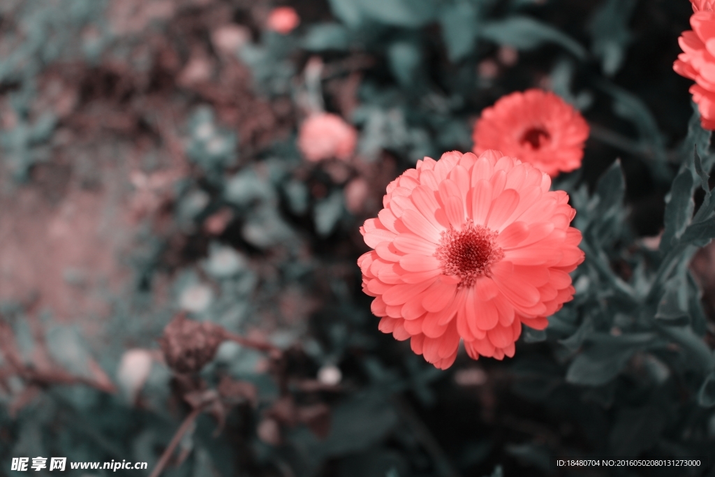 花圖片