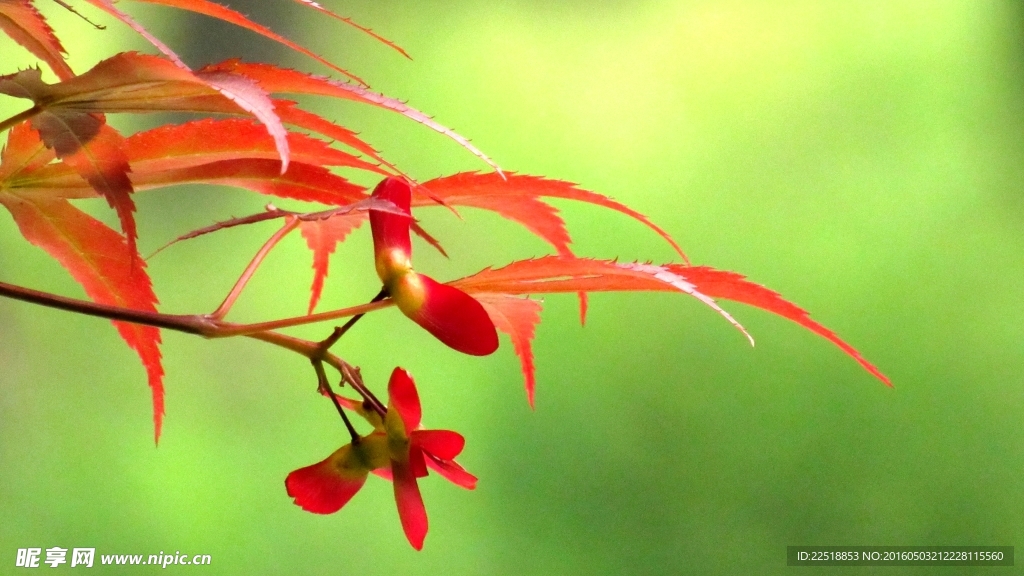 紅葉