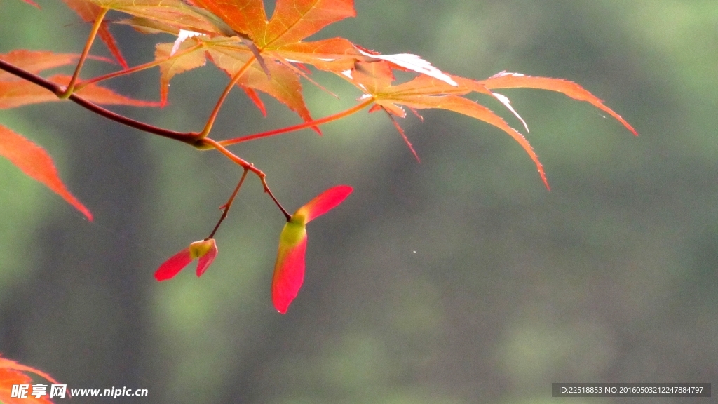 紅葉