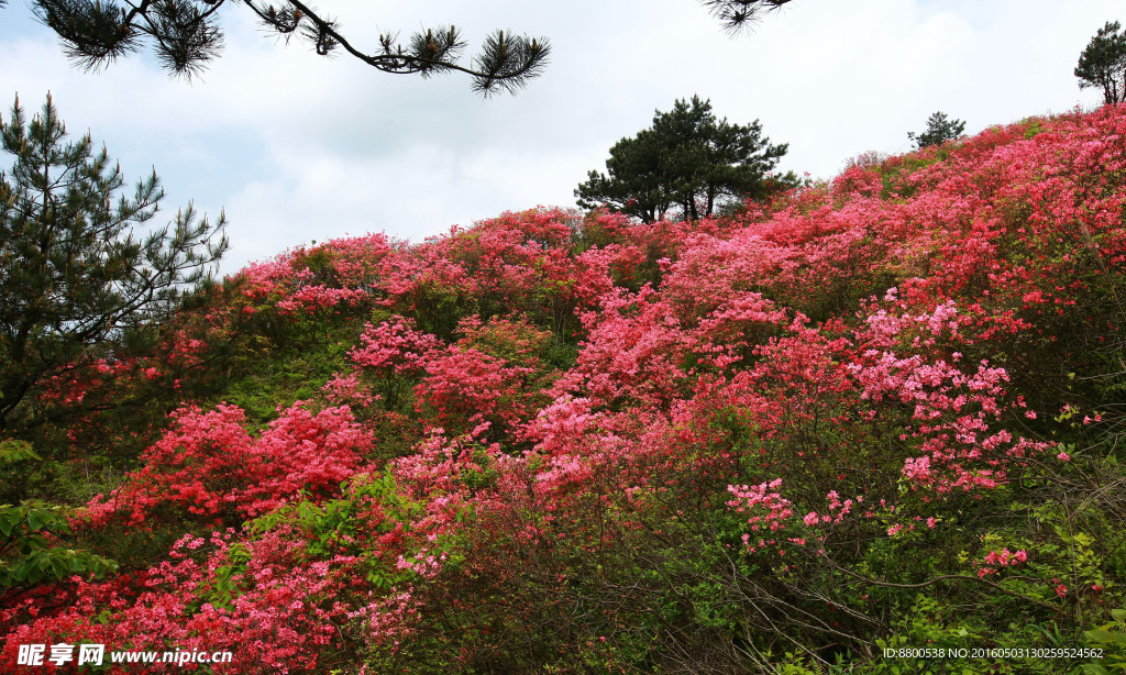杜鵑花