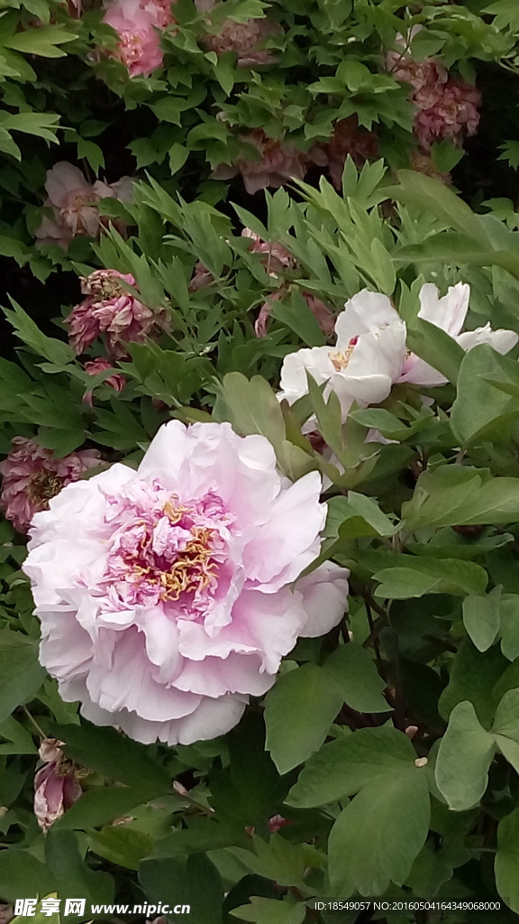 花開富貴之牡丹