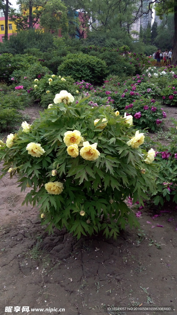 花開富貴之牡丹