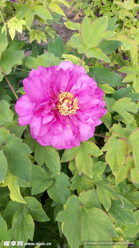 花開富貴之牡丹