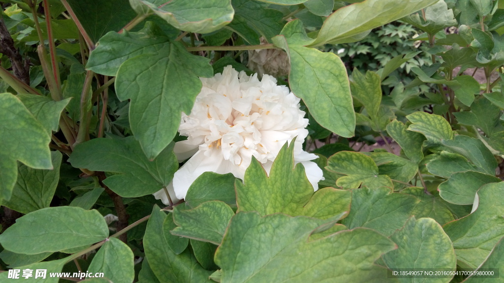 花開富貴之牡丹