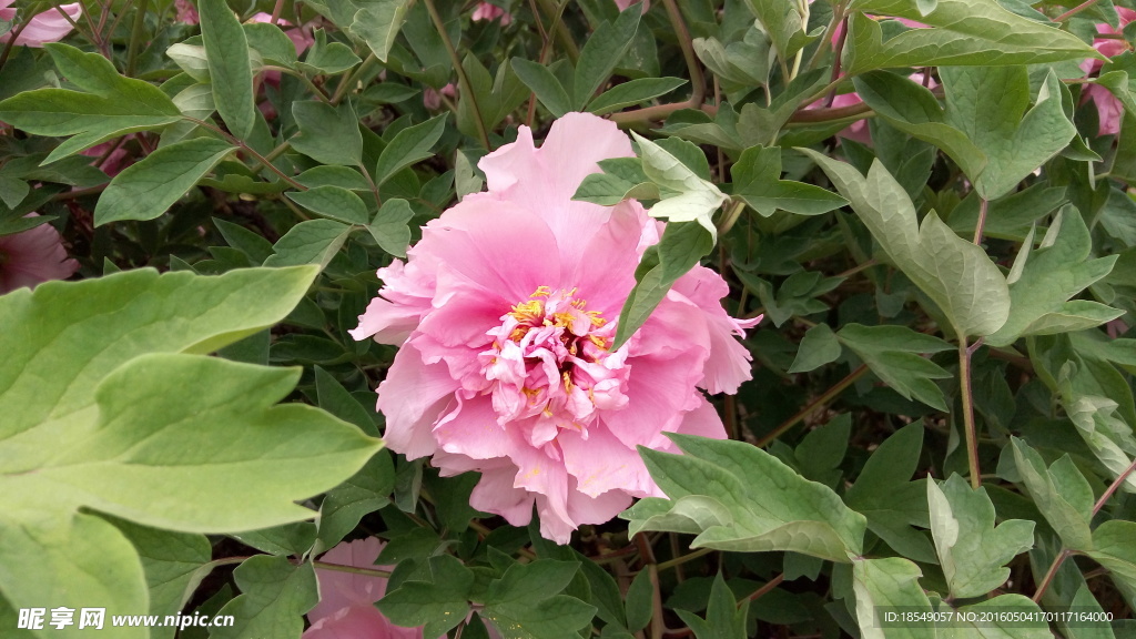 花開富貴之牡丹