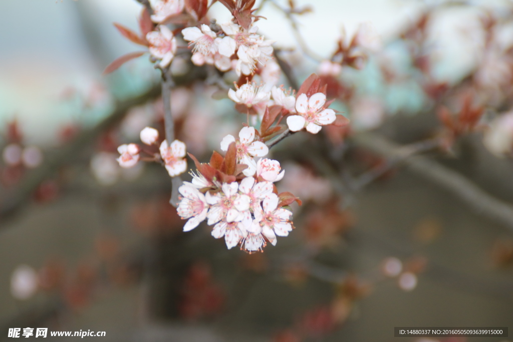 小碎花