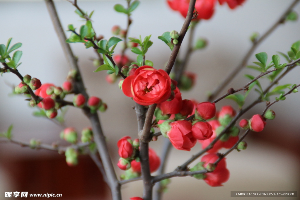 花