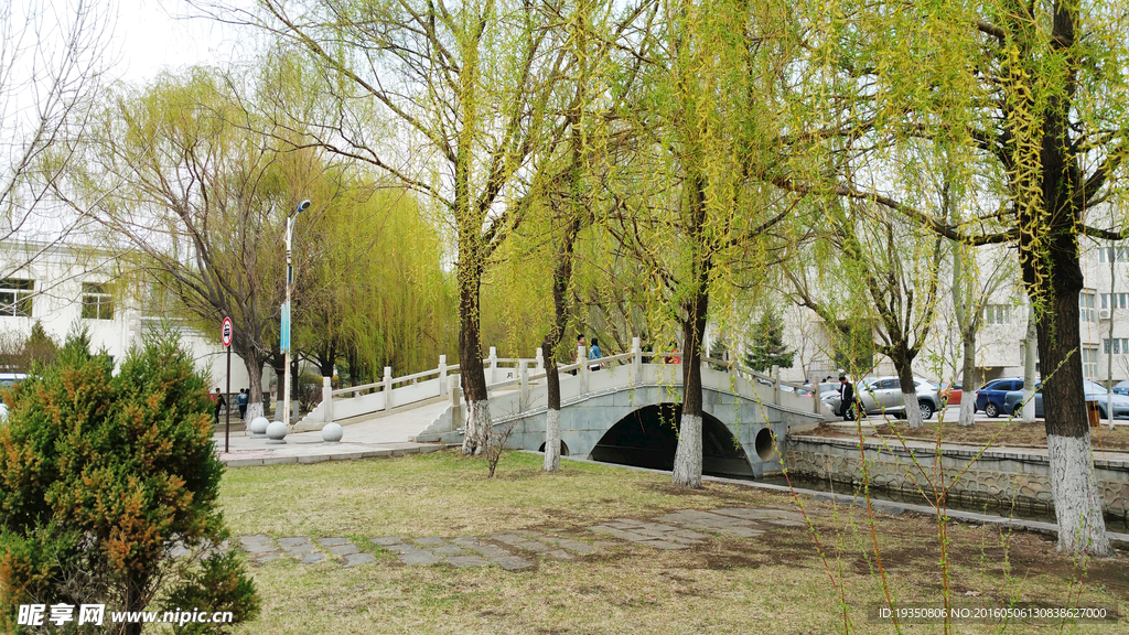 柳樹和石橋