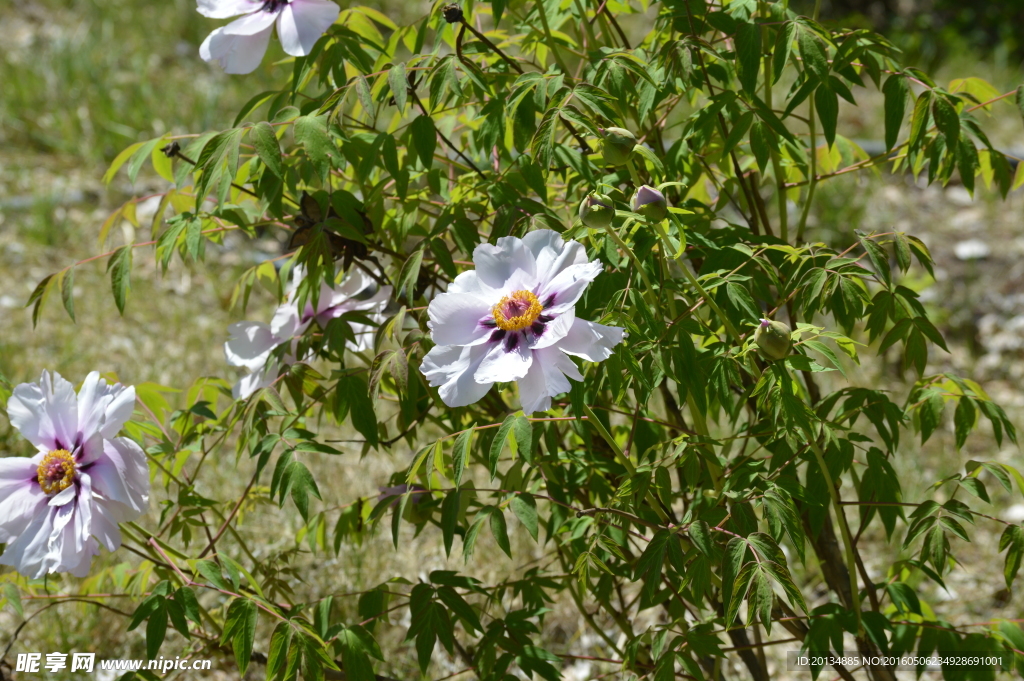 芍藥