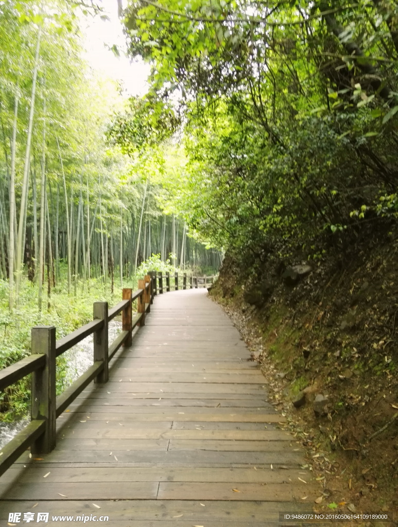 竹海