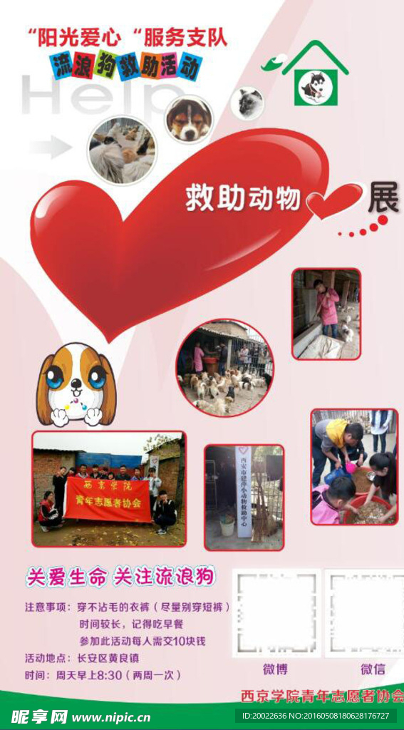 陽光愛心救助流浪狗活動