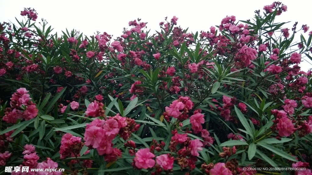 夾竹桃
