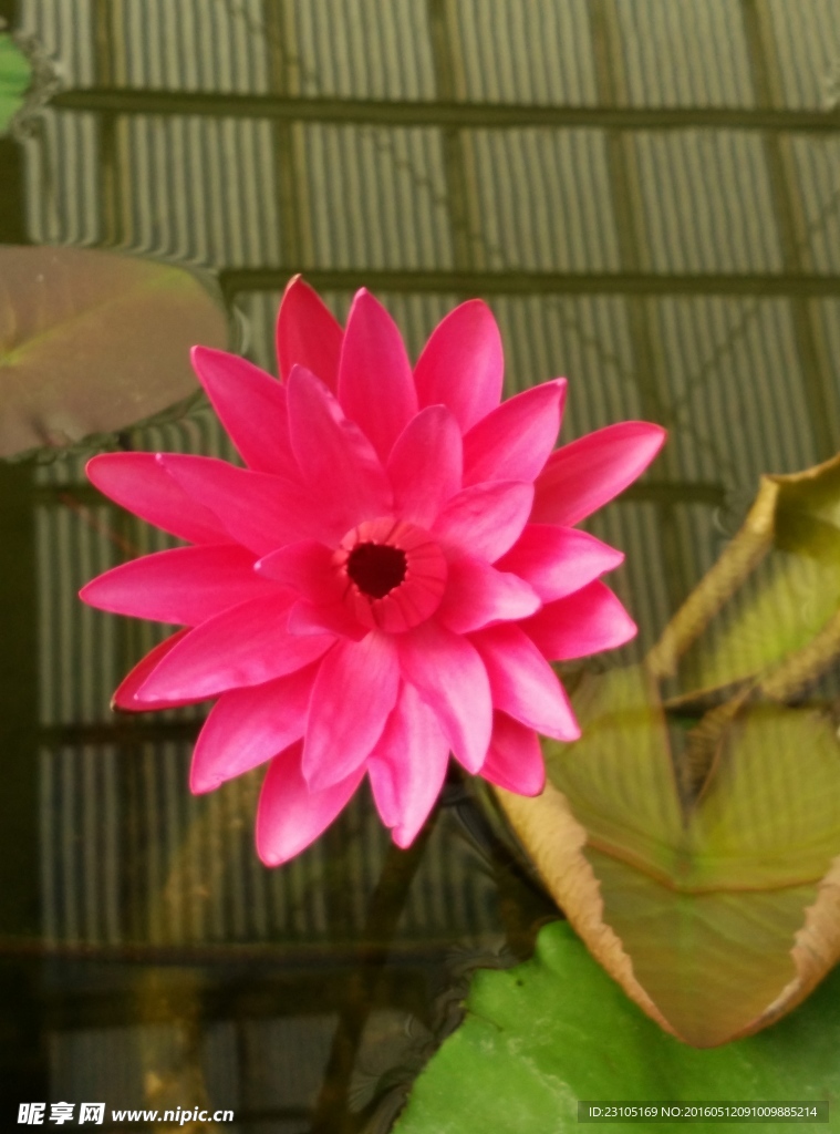 蓮花