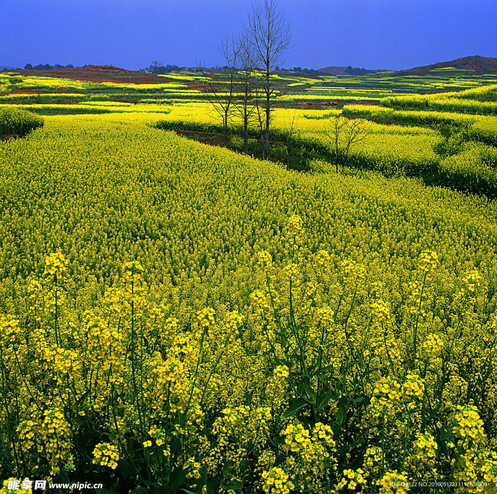 自然田园风景