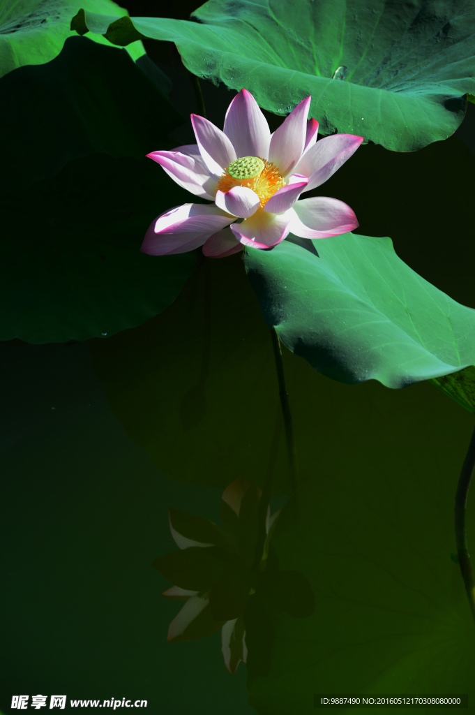 荷花與倒影