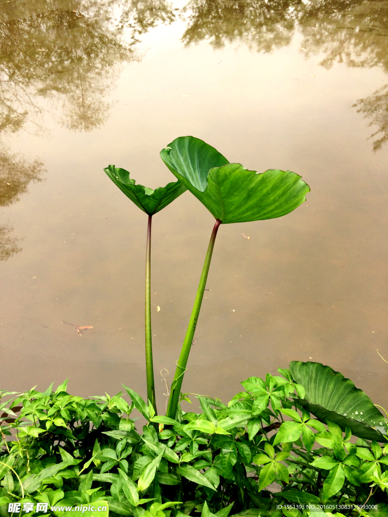 芋葉