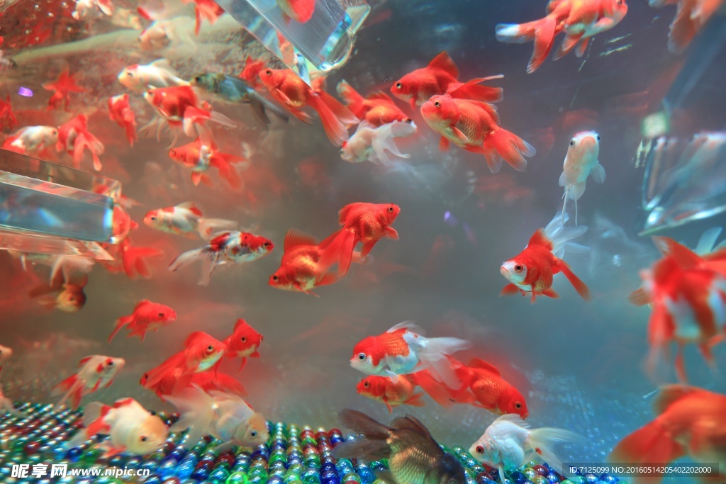小金魚