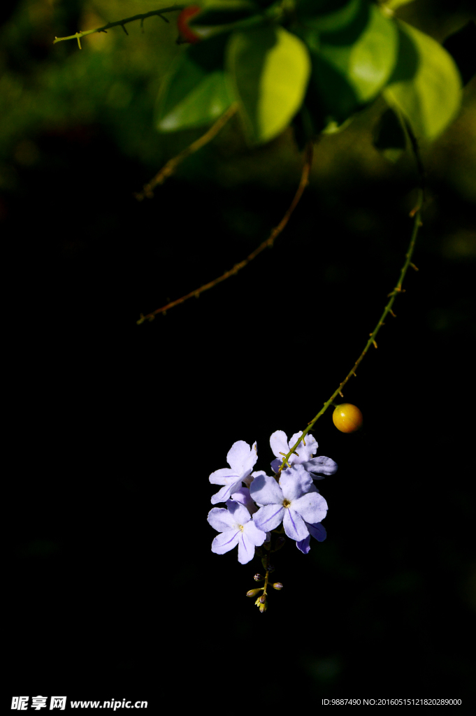 黑背景上的紫色花