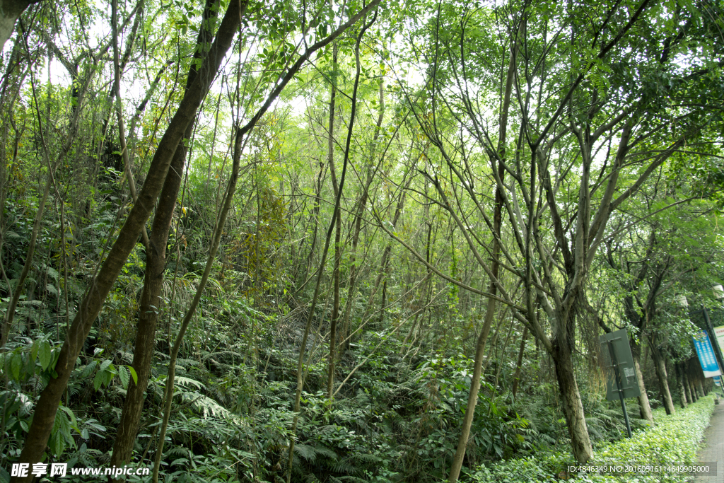 樹林樹木