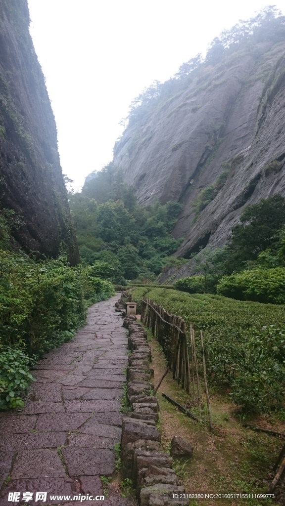 武夷山百年巖茶園