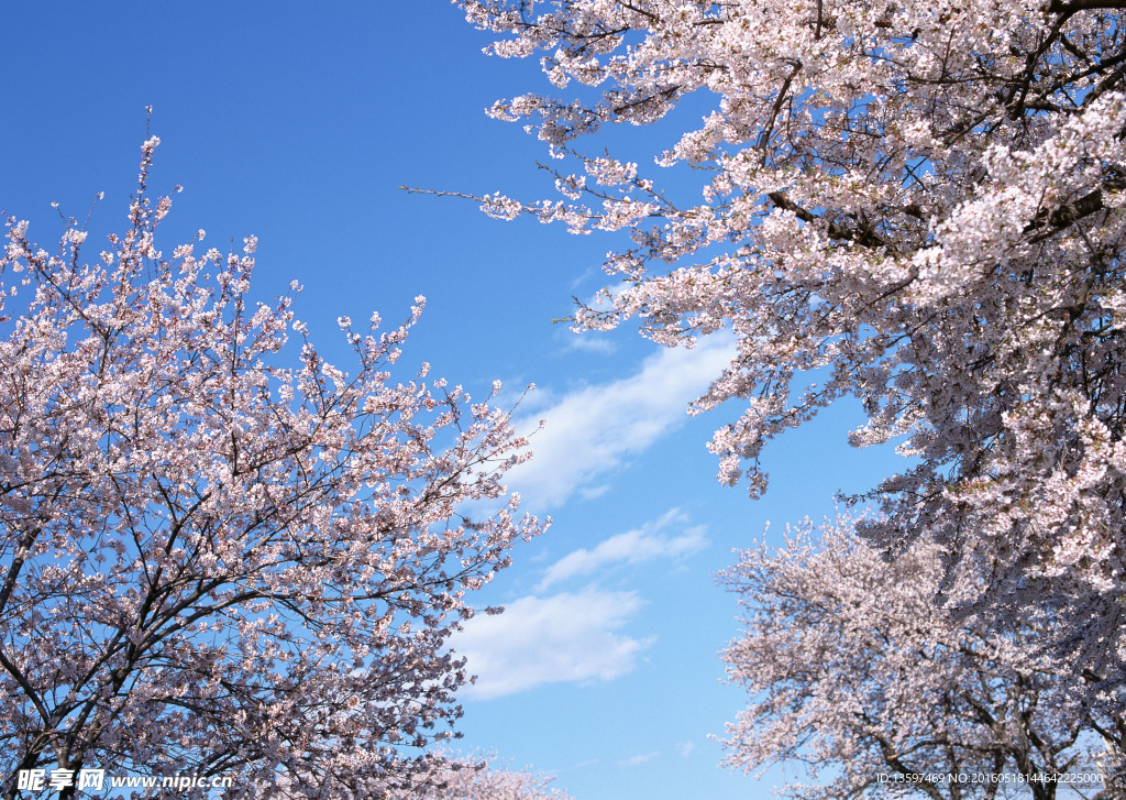 櫻花