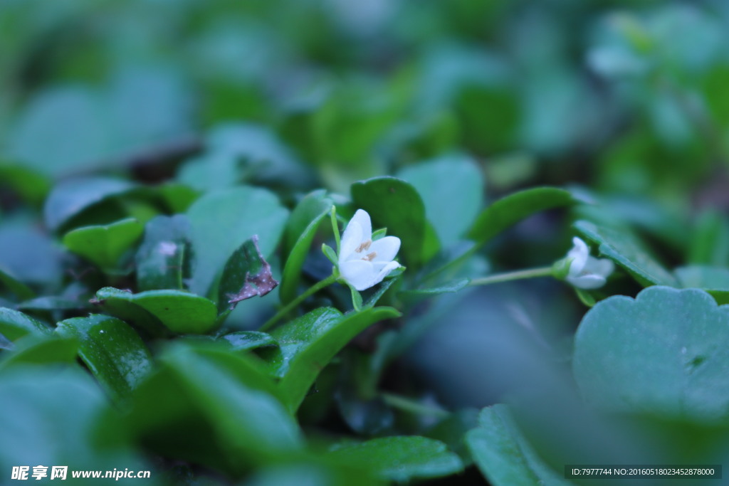 小花  白花