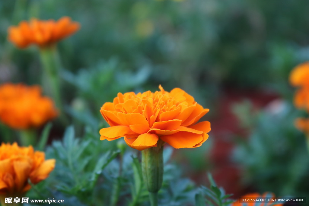 菊花 橙色